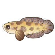 Dark Snakehead