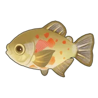 Orange-Blotched Pacu